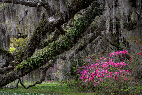 20240326_JMS_SC_Lowcountry_629-110