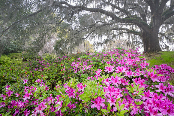 20240325_JMS_SC_Lowcountry_482-114