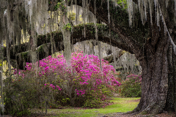 20240326_JMS_SC_Lowcountry_658-117