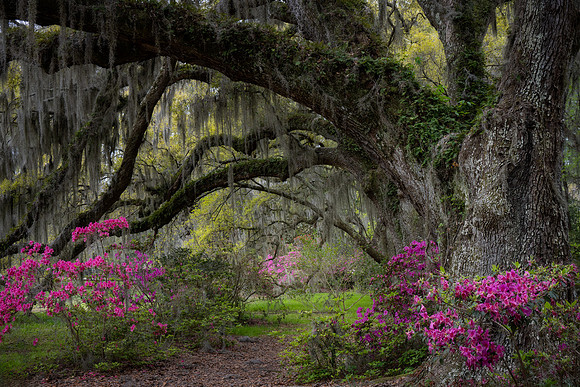 20240326_JMS_SC_Lowcountry_613-118