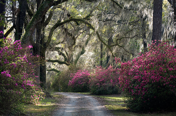 20240323_JMS_SC_Lowcountry_214-119