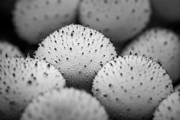 250726-JSP-NC_fungi-5245