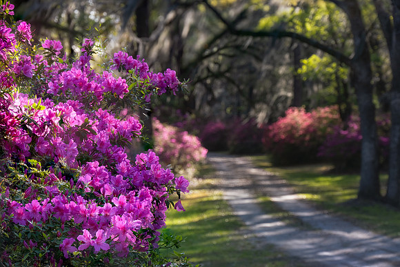 20240323_JMS_SC_Lowcountry_266-125