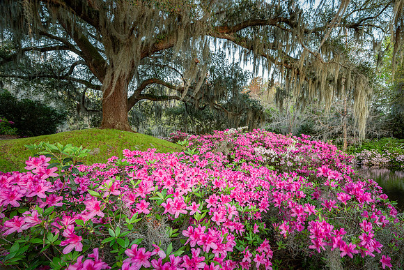 20240324_JMS_SC_Lowcountry_419-127