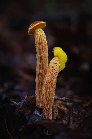250812-JSP-NC_fungi-6226-1096