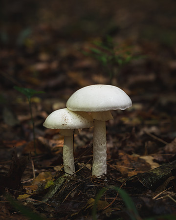 20201009_JMS_NC_UmsteadSP_0021-147