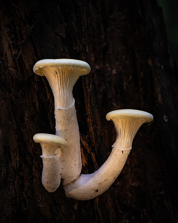 250808-JSP-NC_fungi-5609-924