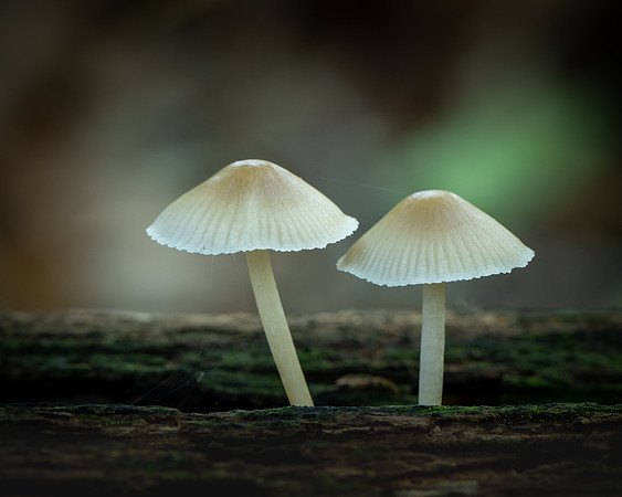 20240922_JMS_NC_Fungi_0058