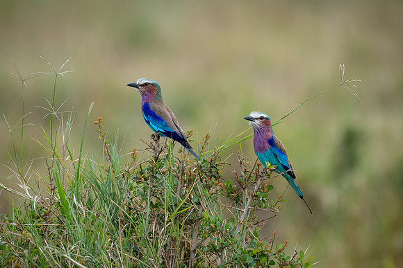 20240726_JSP_Africa_Kenya_1358