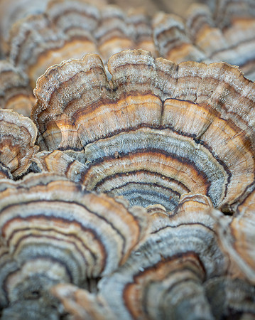 20241005_JMS_NC_fungi_0088-282