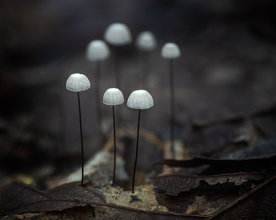 20240925_JMS_NC_fungi_0039-234