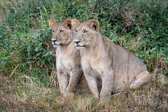 20240726_JSP_Africa_Kenya_1040