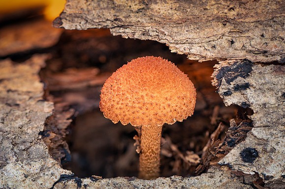 20241129_JMS_NC_Flora_0341-610