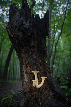 250808-JSP-NC_fungi-5723