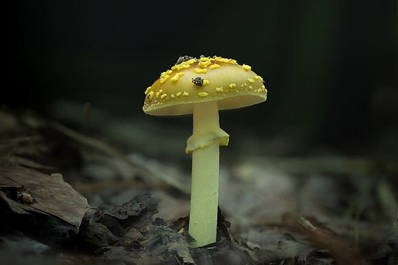 250712-JSP-NC_fungi-3838-813
