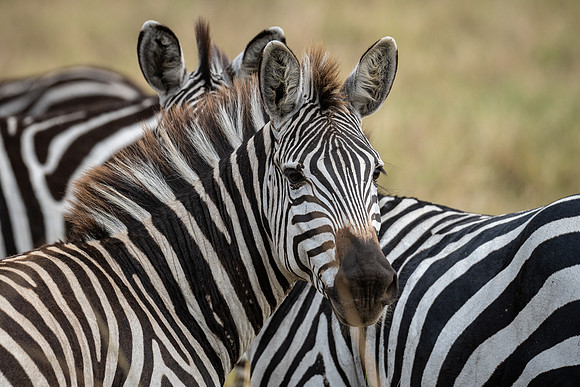 20240730_JSP_Africa_Kenya_2308