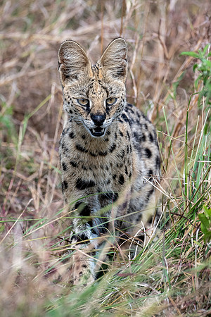 20240729_JSP_Africa_Kenya_2131-190