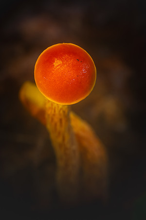 250812-JSP-NC_fungi-6262