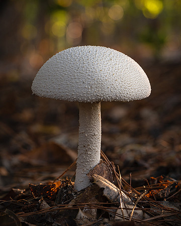 20241009_JMS_NC_Mushrooms_0020-280