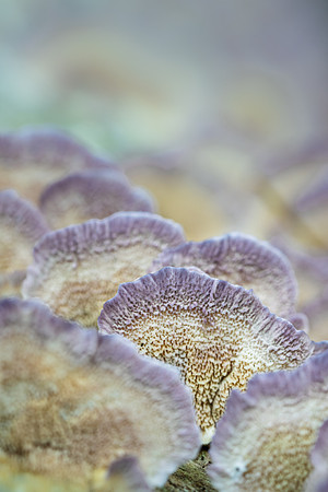 250809-JSP-NC_fungi-5752