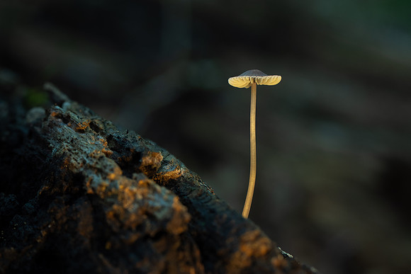 250725-JSP-NC_fungi-4324