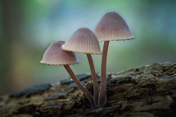20240922_JMS_NC_Fungi_0011-223