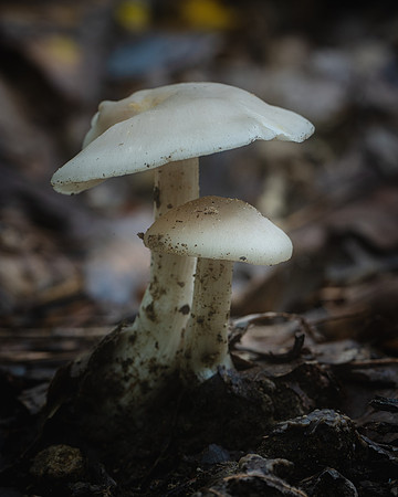 20240925_JMS_NC_fungi_0017