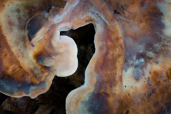 250704-JSP-NC_fungi-3440-802