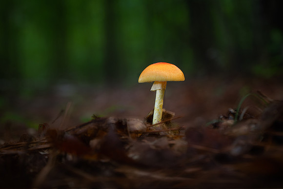 250719-JSP-NC_fungi-3943-829