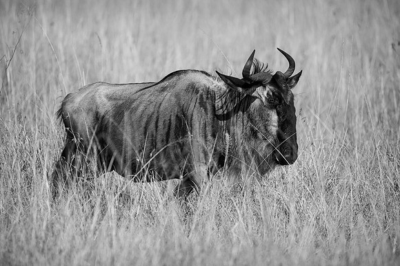 20240725_JSP_Africa_Kenya_647