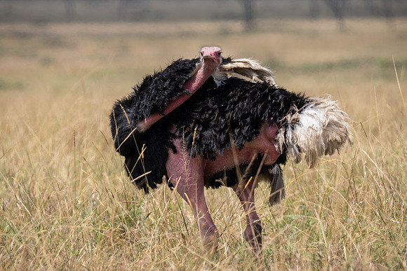 20240724_JSP_Africa_Kenya_053