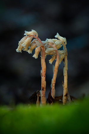 250704-JSP-NC_fungi-3476-796