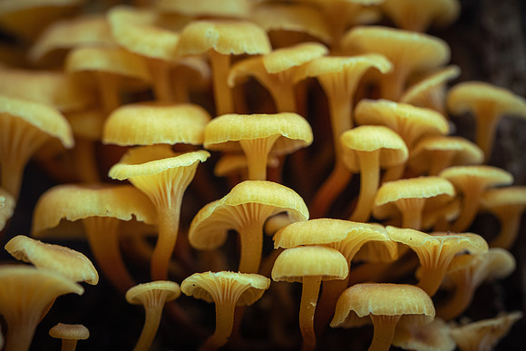 250615-JSP-NC_fungi-2494