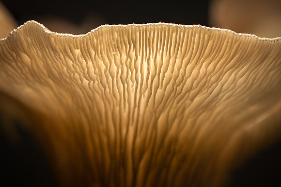 250531-JSP-NC_fungi-1038-195