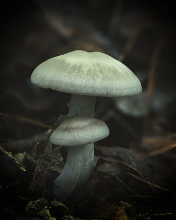 20241005_JMS_NC_fungi_0039-262