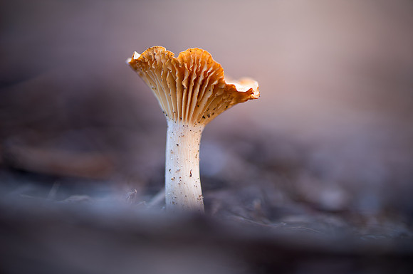 20250104_JSP_NC_fungi_008-647