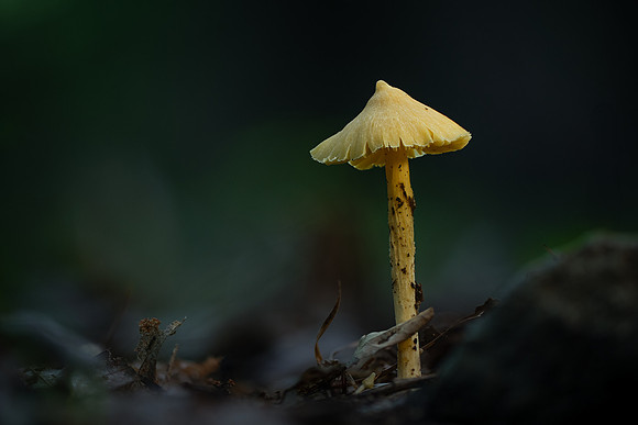 250614-JSP-NC_fungi-2403-654-664