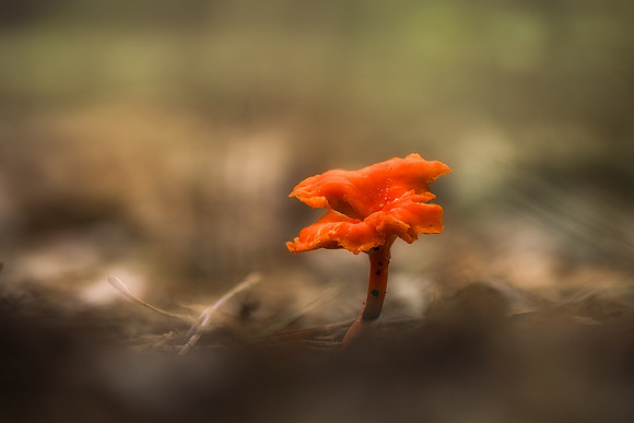 250722-JSP-NC_fungi-4116-833