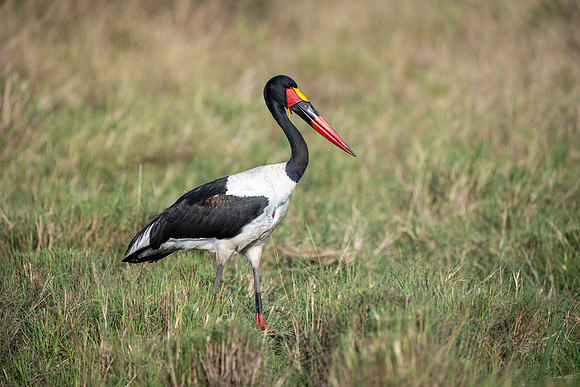 20240725_JSP_Africa_Kenya_773