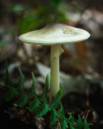 20240929_JMS_NC_Mushrooms_0026-259
