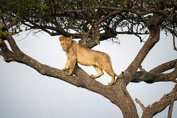 20240726_JSP_Africa_Kenya_1163-203