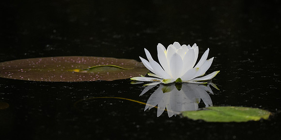 20220506_JMS_NC_Flora_0010