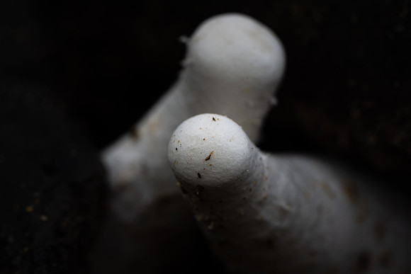 250808-JSP-NC_fungi-5699