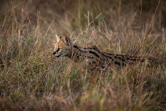 20240728_JSP_Africa_Kenya_1948-193