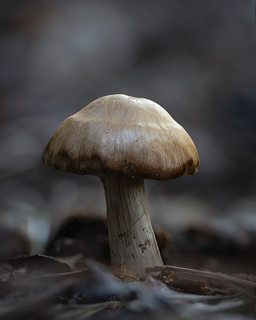 20241009_JMS_NC_Mushrooms_0047-276