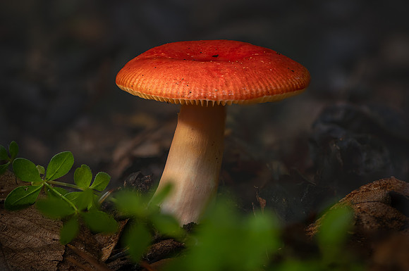 250607-JSP-NC_fungi-2074-488