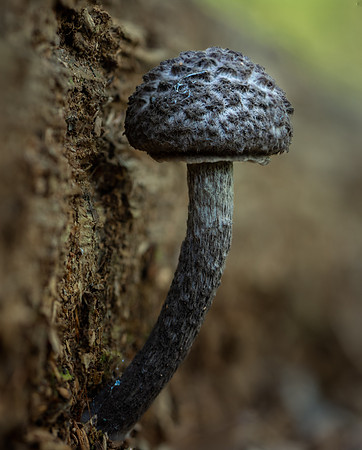 20241009_JMS_NC_Mushrooms_0001-285