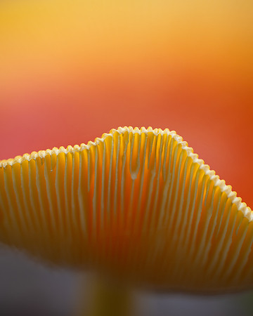 20241005_JMS_NC_fungi_0052