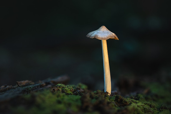 250726-JSP-NC_fungi-5127-904