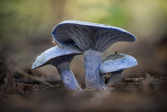 20250816-JSP-NC_fungi-7040_Stacked-1236